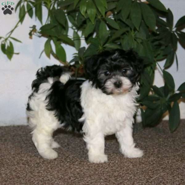 Emily, Havanese Puppy
