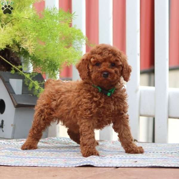 Emily, Miniature Poodle Puppy