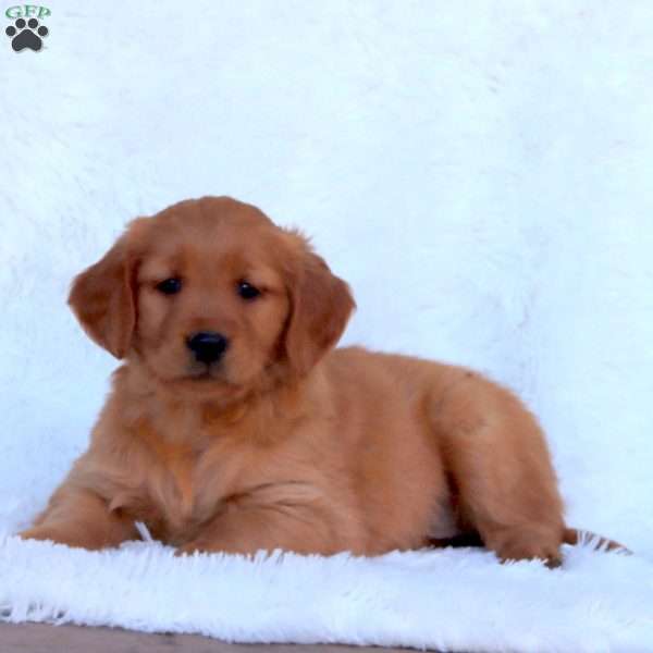 Emily, Golden Retriever Puppy