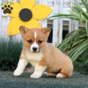 Emily, Pembroke Welsh Corgi Puppy