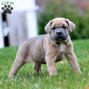 Emily, Cane Corso Puppy
