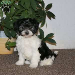 Emily, Havanese Puppy
