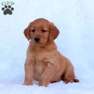 Emily, Golden Retriever Puppy