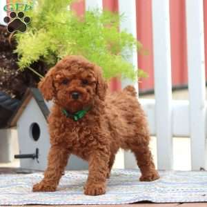 Emily, Miniature Poodle Puppy