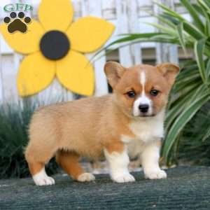Emily, Pembroke Welsh Corgi Puppy