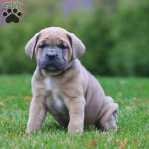 Emily, Cane Corso Puppy