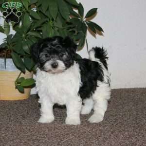 Emily, Havanese Puppy