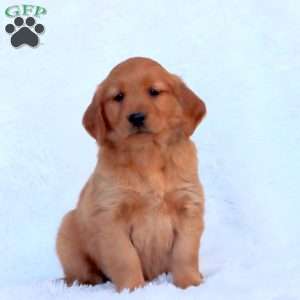 Emily, Golden Retriever Puppy