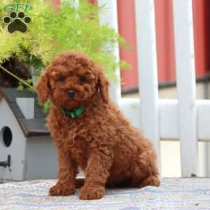 Emily, Miniature Poodle Puppy