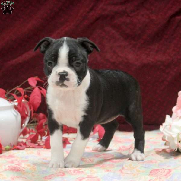Emma, Boston Terrier Puppy