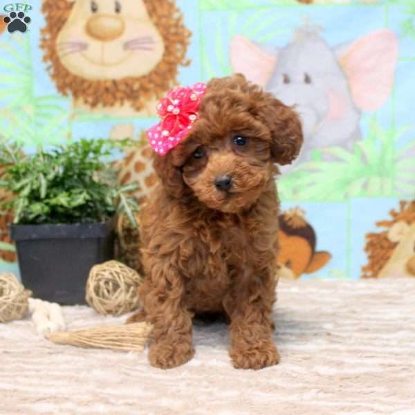 Emma, Miniature Poodle Puppy