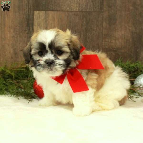 Emma, Teddy Bear Puppy