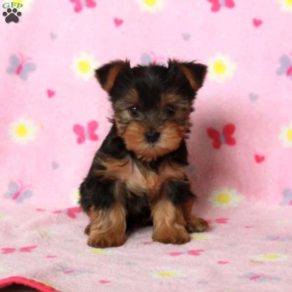 Emma, Yorkie Puppy