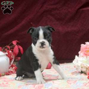 Emma, Boston Terrier Puppy