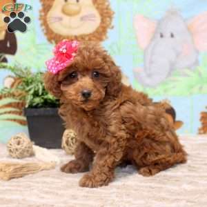 Emma, Miniature Poodle Puppy