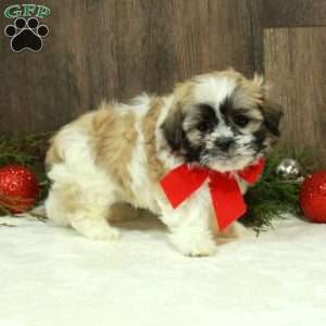 Emma, Teddy Bear Puppy