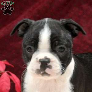 Emma, Boston Terrier Puppy