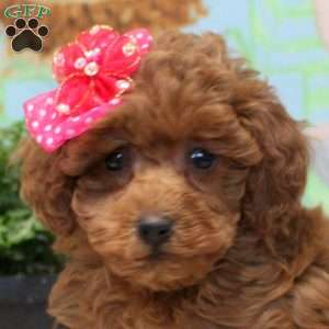 Emma, Miniature Poodle Puppy