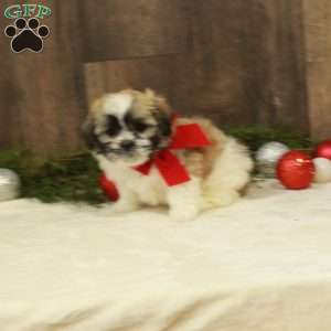 Emma, Teddy Bear Puppy