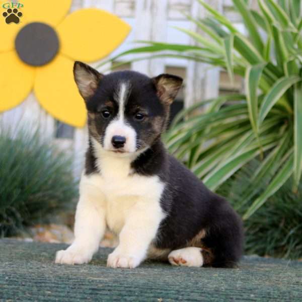 Emma, Pembroke Welsh Corgi Puppy