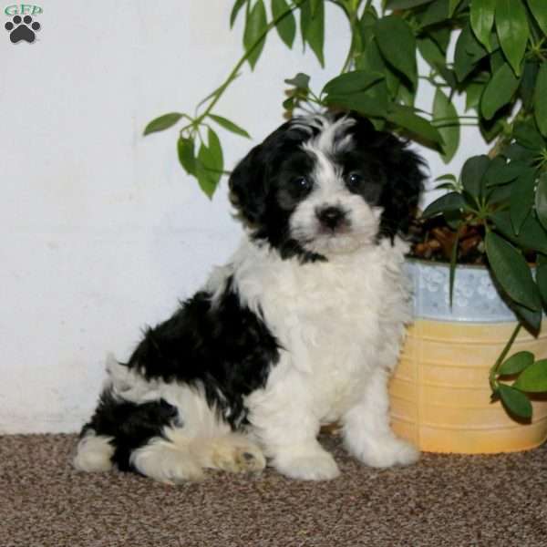 Emma, Havanese Puppy