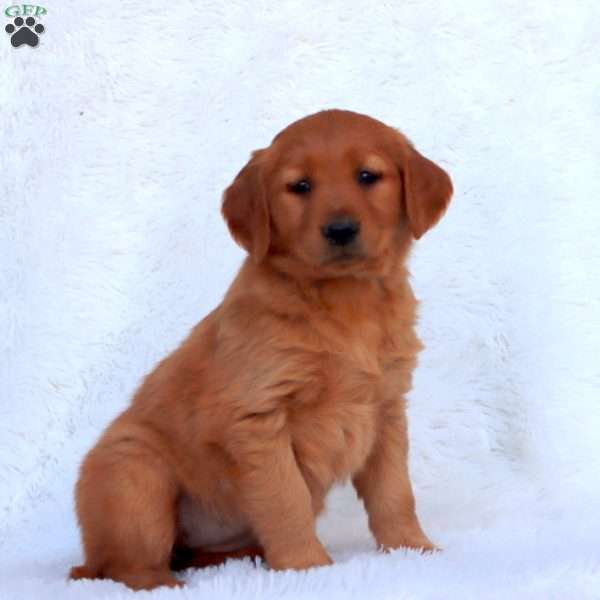 Emma, Golden Retriever Puppy
