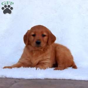 Emma, Golden Retriever Puppy