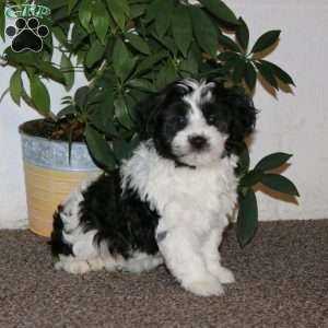 Emma, Havanese Puppy