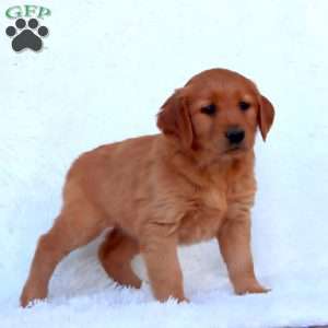 Emma, Golden Retriever Puppy