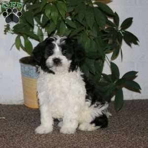 Emma, Havanese Puppy