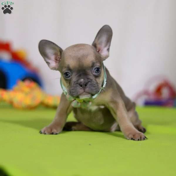 Emmilou, Frenchton Puppy