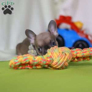 Emmilou, Frenchton Puppy