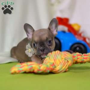 Emmilou, Frenchton Puppy