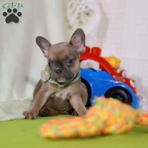 Emmilou, Frenchton Puppy