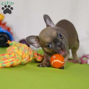 Emmilou, Frenchton Puppy