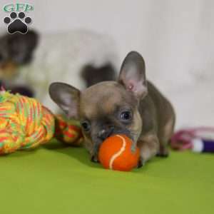 Emmilou, Frenchton Puppy