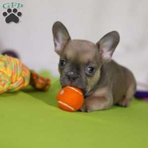 Emmilou, Frenchton Puppy