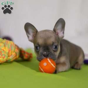 Emmilou, Frenchton Puppy