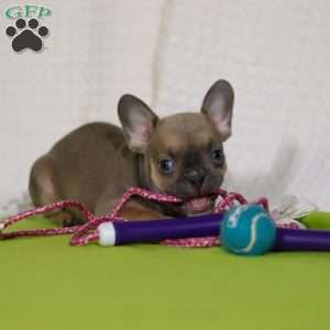 Emmilou, Frenchton Puppy