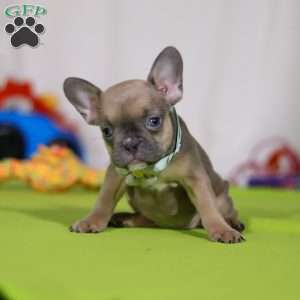 Emmilou, Frenchton Puppy