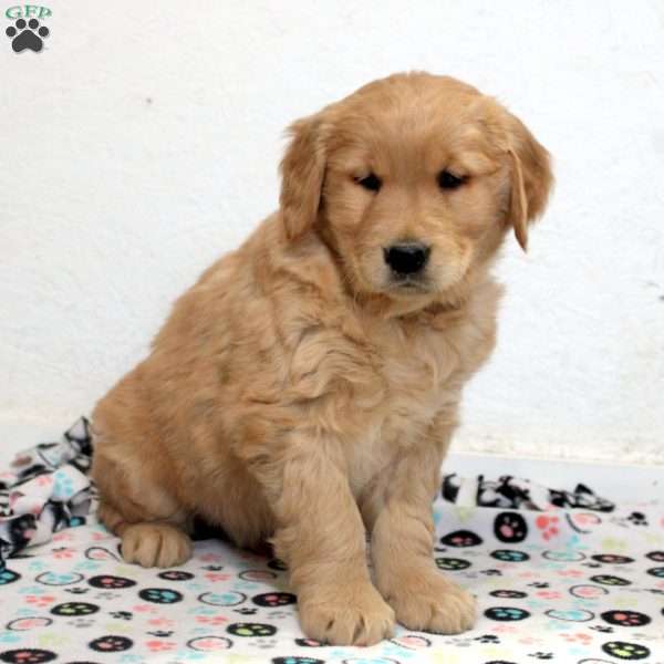 Enzo, Golden Retriever Puppy