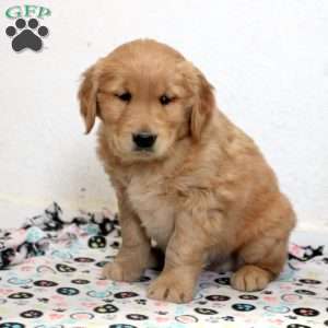 Enzo, Golden Retriever Puppy