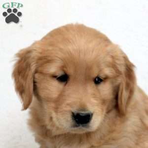 Enzo, Golden Retriever Puppy