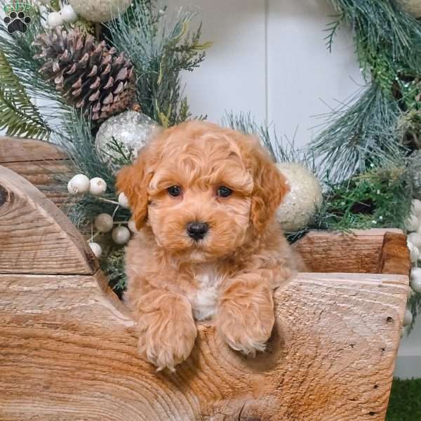 Eric, Bich-Poo Puppy