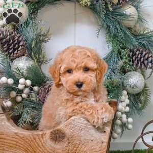 Eric, Bich-Poo Puppy