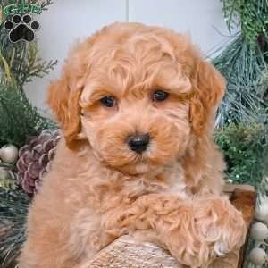 Eric, Bich-Poo Puppy