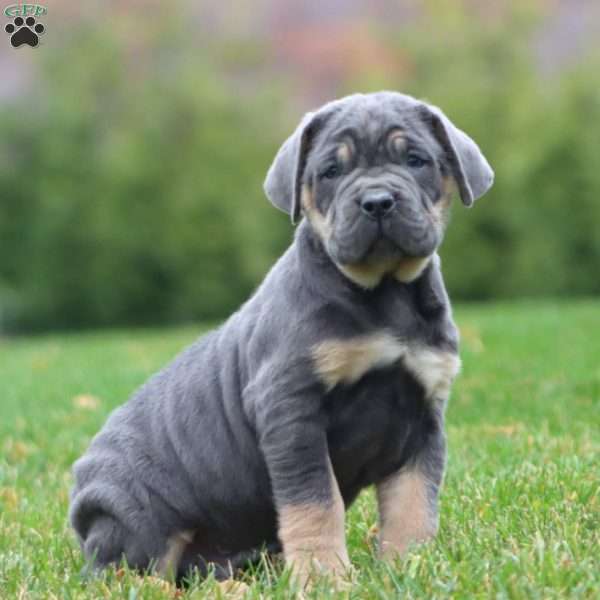 Eric, Cane Corso Puppy