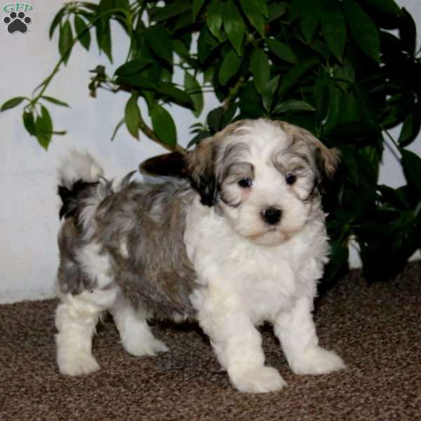 Eric, Havanese Puppy