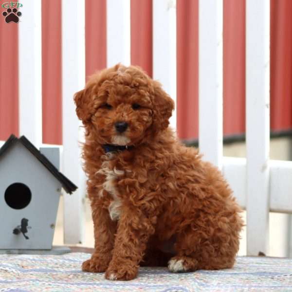 Eric, Miniature Poodle Puppy