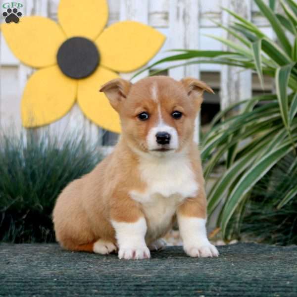 Eric, Pembroke Welsh Corgi Puppy
